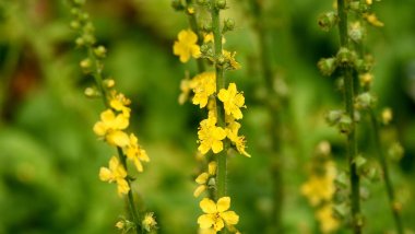 Agrimony, Eupatoria Agrimony, Eupatoria