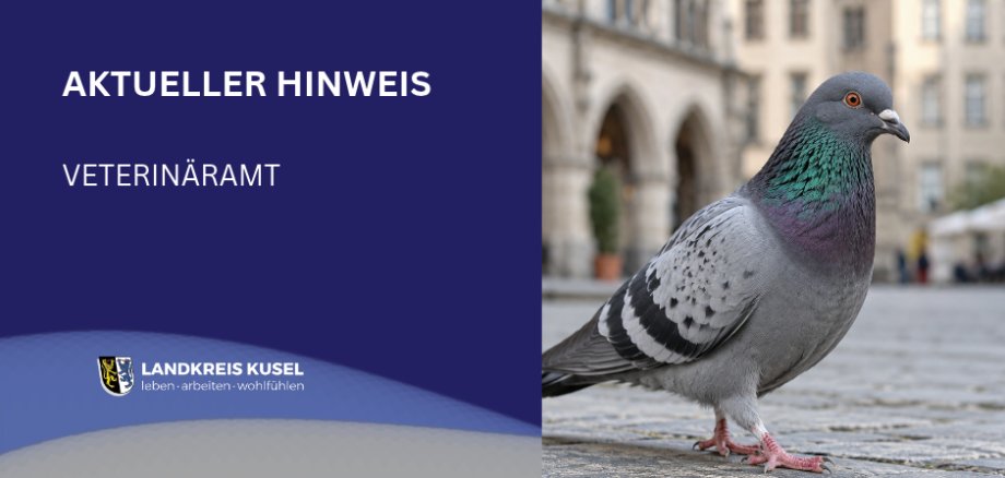 KV neues CI für Homepage - 60