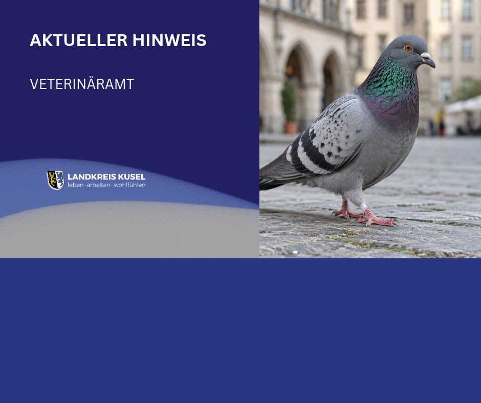 KV neues CI für Homepage - 60