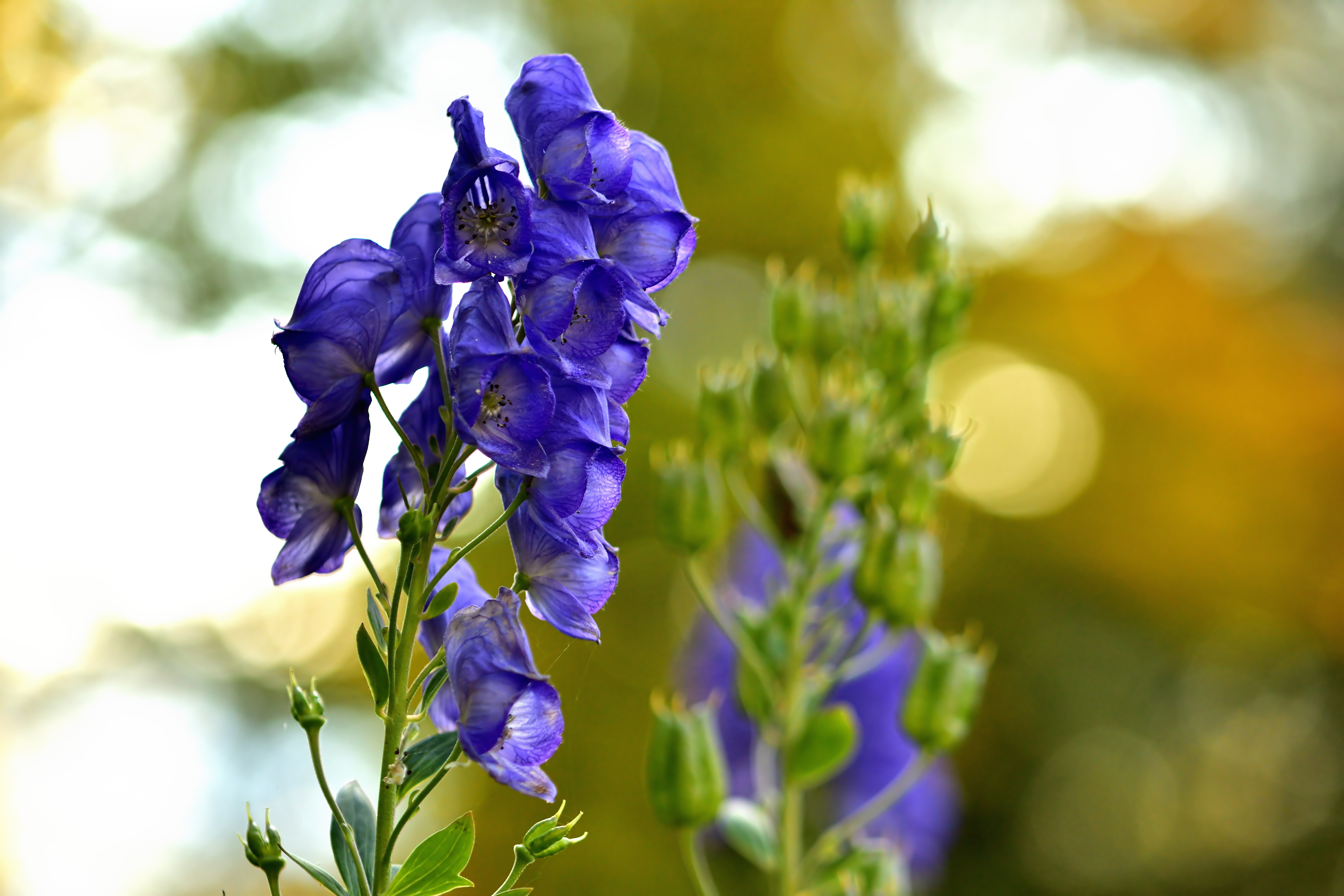 Close-up of bloom of Aconitum napellus also known as aconite, monkshood, wolf's-bane, leopard's bane, mousebane, women's bane, devil's helmet, queen of poisons, or blue rocket Close-up of bloom of Aconitum napellus also known as aconite, monkshood, wolf's-bane, leopard's bane, mousebane, women's bane, devil's helmet, queen of poisons, or blue rocket